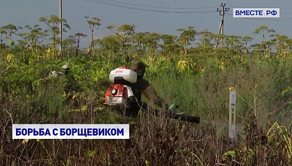 Владельцы земельных участков будут обязаны уничтожать борщевик