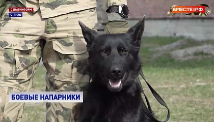 РЕПОРТАЖ: Пес Ямал ищет взрывчатку