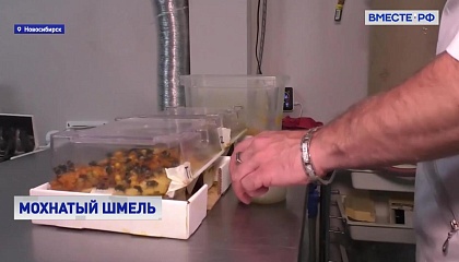В Новосибирске двое айтишников создали шмелиную ферму