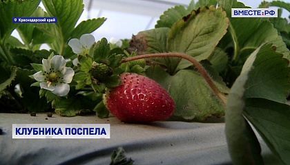 На ферме в Краснодарском крае созревает урожай ремонтантной клубники