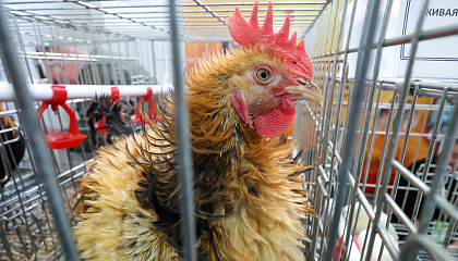 Птичий грипп: как избежать заражения