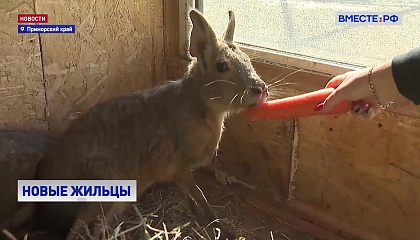 В зоопарке близ Уссурийска поселились «зайцеоленесвины»