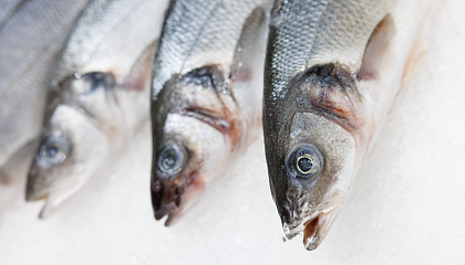 Цифровой контроль очистит рынок рыбы от фальсификата