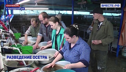 РЕПОРТАЖ: Восполнение популяции осетра на Кубани