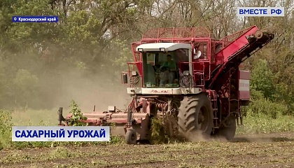 Краснодарские аграрии завершают уборку сахарной свеклы