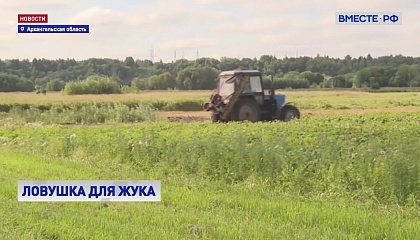 В Архангельской области специалисты Россельхознадзора борются с вредителями с помощью фитоловушек