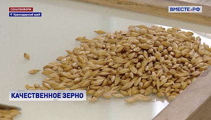 На Кубани проверяют качество зерна нового урожая
