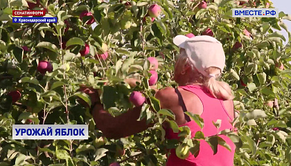 На Кубани начался сбор первого урожая яблок