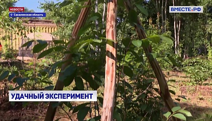 РЕПОРТАЖ: Выращивание бананов на Сахалине