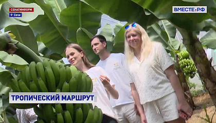 В Сочи открыли экскурсионный маршрут по теплицам с тропическими фруктами