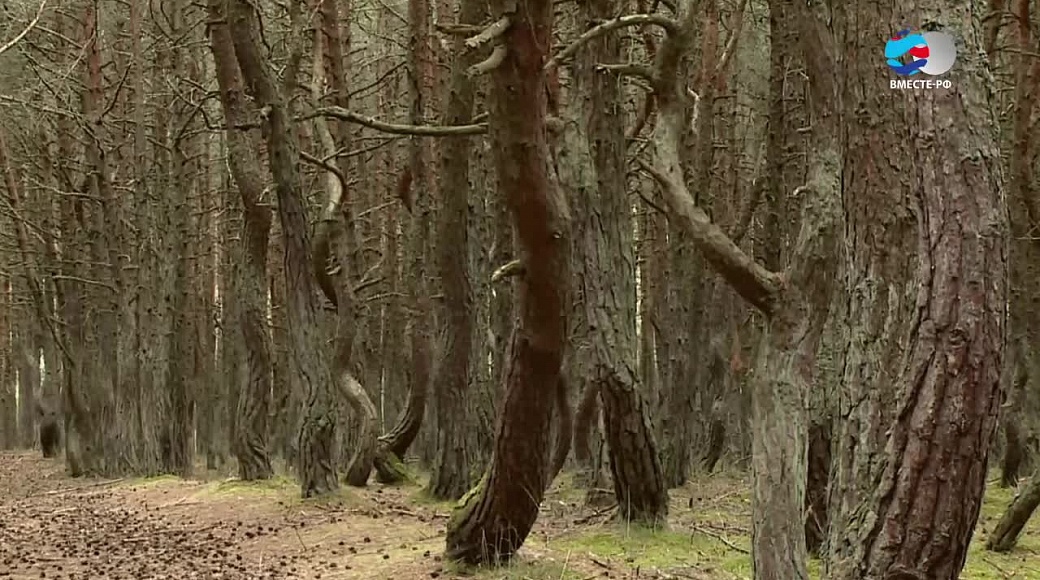 Local video