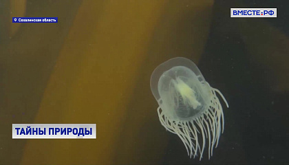 На Сахалине ученые исследуют уникальную экосистему мыса Анастасия