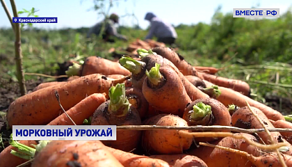 РЕПОРТАЖ: Уборка урожая моркови на Кубани