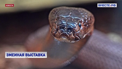 Самую большую в мире экспозицию змей открыли в Московском зоопарке