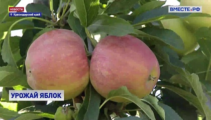 РЕПОРТАЖ: Пик яблочного сезона в Краснодарском крае 