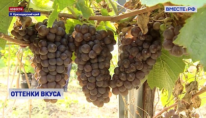 РЕПОРТАЖ: В Краснодарском крае в разгаре уборка винограда