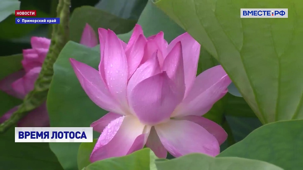 Local video