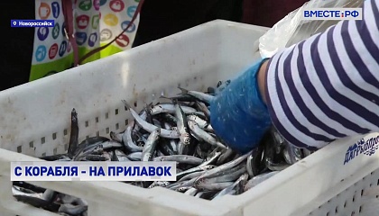 Тонны рыбы съели в Новороссийске на фестивале хамсы