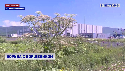 На Сахалине ведут активную борьбу с борщевиком Сосновского