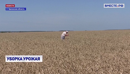 РЕПОРТАЖ: Уборочная страда в Орловской области