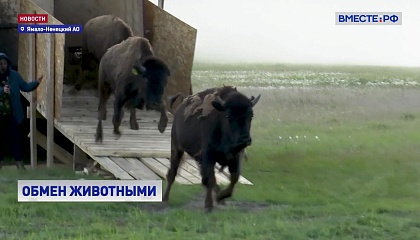 Арктический обмен: бизонов из Якутии привезли на Ямал