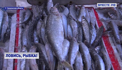 Сахалинские рыбаки планируют выловить во время «красной путины» более 120 тысяч тонн лососёвых 