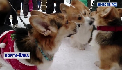 Собак породы корги, которые служат в МЧС, пригласили на новогоднюю елку