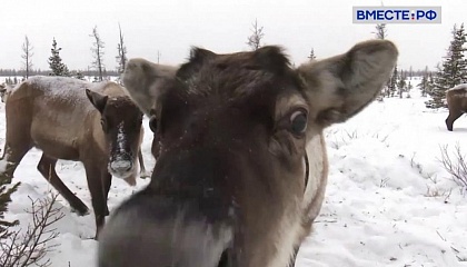 Сенатор Шумилова рассказала, как животные помогут следить за экологией в Арктике