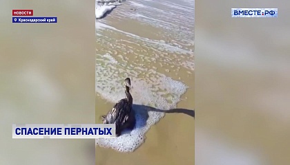 Добровольцы из Анапы спасают птиц, пострадавших от утечки мазута после крушения танкеров