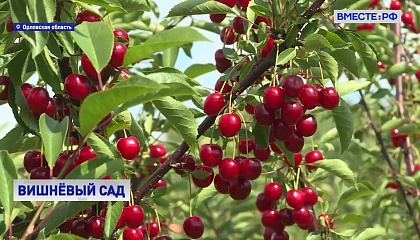 В Орловской области в этом году ожидают рекордный урожай вишни