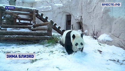 Панда в московском зоопарке пришла в восторг от первого снега 