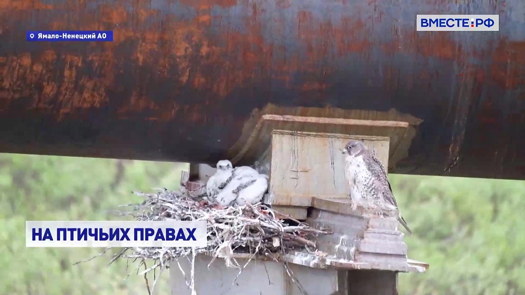 Local video