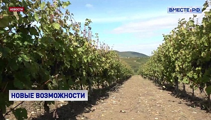 Виноделы и виноградари смогут строить гостиницы на землях сельхозназначения