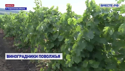 РЕПОРТАЖ: Виноградники Поволжья