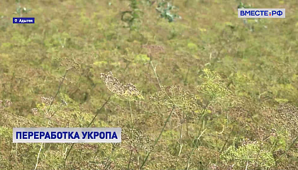 На Кубани завершают сбор укропа на эфиромасличных полях