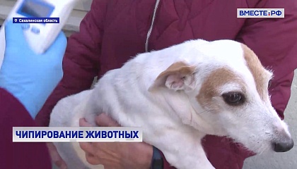 Жителей Сахалинской области обязали чипировать домашних животных