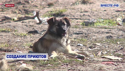 В России не хватает более 600 приютов для бездомных животных
