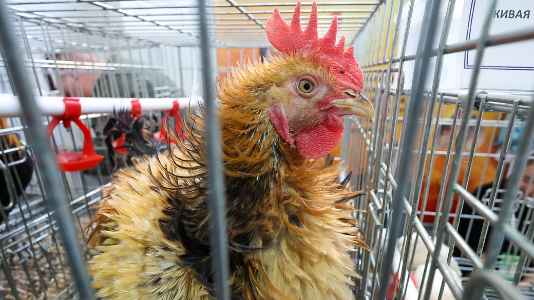 Фото: Belkin Alexey/news.ru/Global Look Press