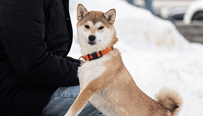 В Минприроды подготовили закон о единой базе учёта домашних животных
