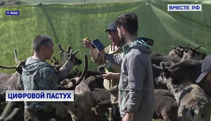 Вакцинация оленей на Ямале: кочевникам помогают IT-специалисты