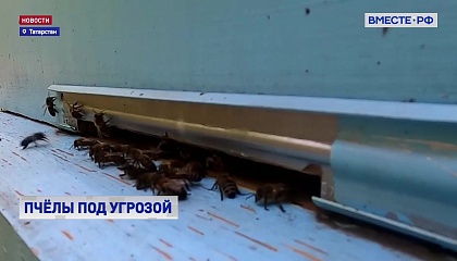 В Татарстане ограничили завоз пчел с юга, чтобы избежать эпидемии среди насекомых