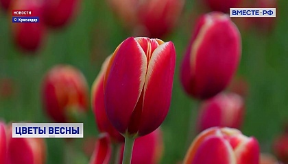 150 тысяч тюльпанов различных сортов и расцветок распустились в Ботаническом саду Краснодара