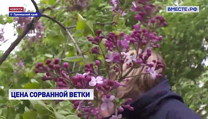 В России ужесточаются меры против бесконтрольного обрывания веток сирени