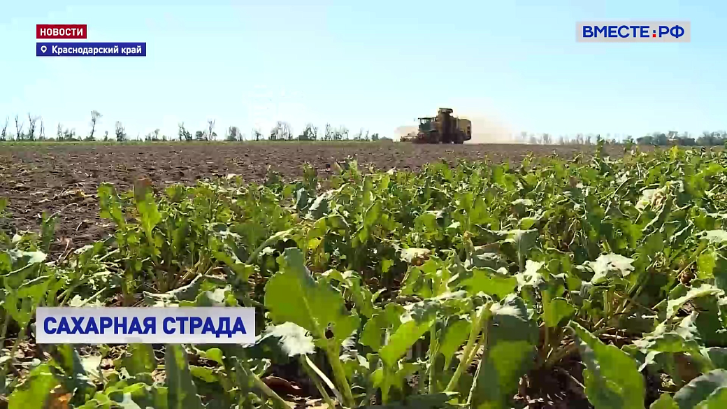 На Кубани  рассчитывают собрать 758 тысяч тонн сахарной свеклы