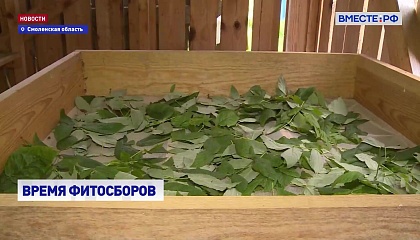 В нацпарке «Смоленское Поозерье» наладили производство целебных фиточаев
