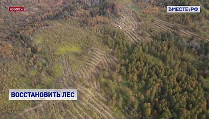 Свыше 3 тысяч гектаров леса в этом году предстоит восстановить сахалинским лесхозам