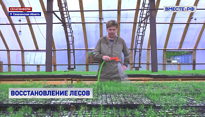 На Сахалине высадят более 420 тысяч сеянцев лиственницы в рамках лесовосстановления