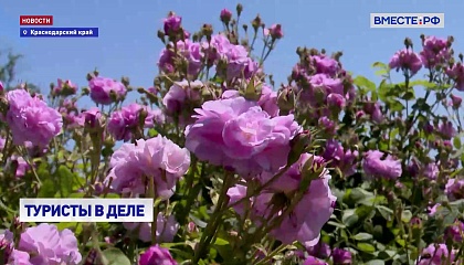В горах в Сочи зацвели плантации дамасской розы