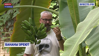 РЕПОРТАЖ: В оранжерее смоленской гимназии зреет урожай бананов