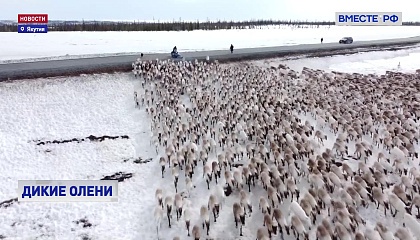 Один из районов Якутии атаковали дикие олени